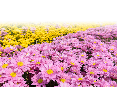 菊花开花公园花粉植物花朵背景图片