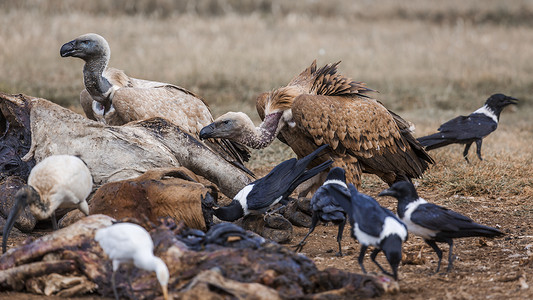 南非 Vulpro康复中心濒危团体全景乌鸦小组自然保护区物种狮鹫胴体诊所背景图片