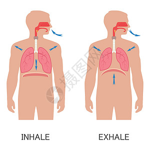 呼气呼吸系统呼吸设计图片