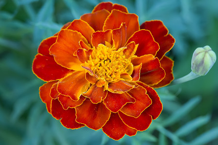 橙色大花朵夏天上将高清图片