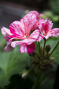 常春藤天竺葵白色和粉红色的花园艺绿色植物群粉色花瓣花园生长植物红色观赏背景