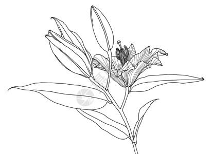 带叶和芽的百合花的逼真线性图植物植物群插图叶子雄蕊艺术花瓣矢量绘画线条背景图片