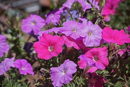 花园矮牵牛粉和紫Petunias13895背景