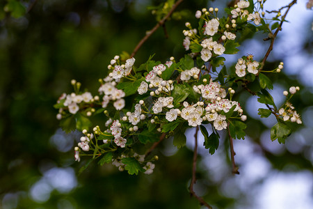 阳光日落时一棵树里的小白花花朵花瓣季节性家族季节生长叶子木本植物植物群春天高清图片素材