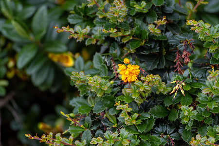 A Bush的一群小黄花团树叶高清图片素材
