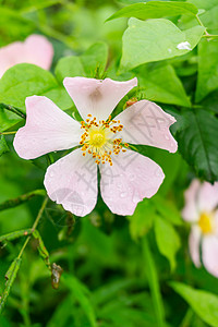 五叶草Rosa Canina或狗玫瑰被露水覆盖背景