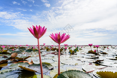 泰国池塘中的两朵红莲花背景图片