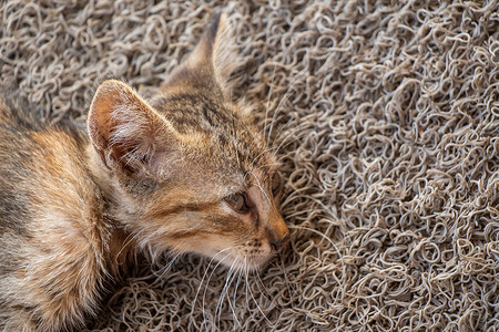 像家畜一样的可爱美小猫肖像动物猫咪哺乳动物宠物猫科怜悯工作室眼睛食肉毛皮漂亮的高清图片素材