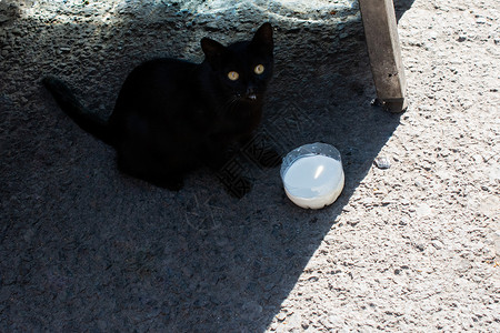 像家畜一样的可爱美小猫肖像眼睛猫科哺乳动物食肉头发怜悯猫咪宠物孤独毛皮毛茸茸的高清图片素材