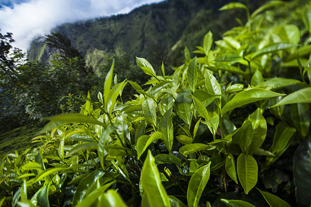 种植园树农场植物高清图片