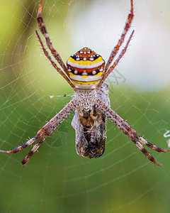 圣安德鲁十字蜘蛛网猎人动物昆虫黑色宏观野生动物猎物微距棕色十字背景图片