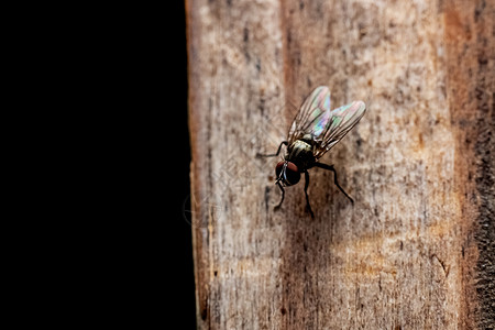 黑苍蝇坐在木板上木头高清图片素材