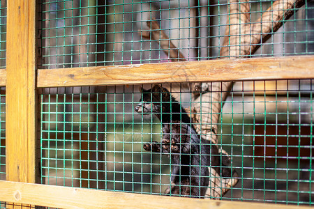 黑小黑动物欧洲水貂关在笼子里 关在牢里危险沙漠动物学外套情感酒吧生物野生动物动物荒野好玩的高清图片素材