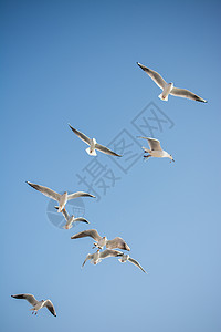 空中鸟海鸥在天空中飞翔荒野野生动物自由海鸟观鸟鸟类栖息地生活蓝色羽毛背景