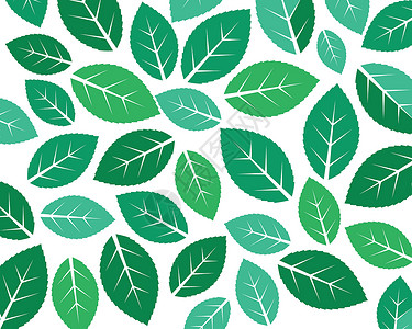 薄荷叶插图矢量模板植物枫树芳香百里香风格智者绿色装饰草本橡木背景图片