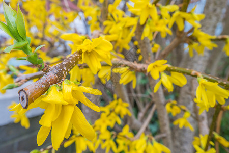 黄褐色花朵灌木植物群黄色背景图片