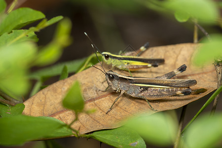 甘蔗白岩蝗虫在棕色叶上的图像 昆虫 动物高清图片