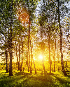 阳光透过树林明亮地夏天高清图片