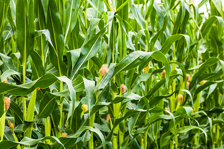 绿玉米种植场的阳光照亮 农业田地上绿色玉米的细节谷物蔬菜叶子草地植物农田生长农村生产种植背景图片