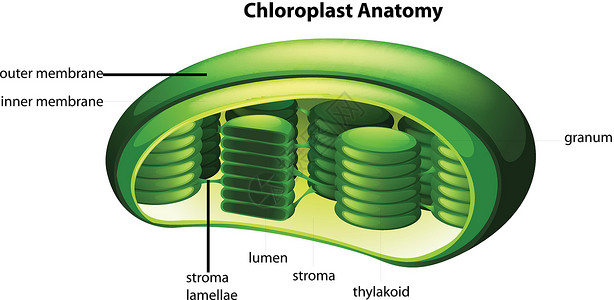 粒粒叶绿体光合作用技术植物生物学叶绿素生物生理流明宏观绘画插画