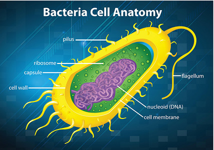 细菌结构细菌细胞结构卫生插图保健科学核糖体霹雳微生物生物学公克质粒插画