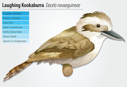 当日达欢笑的Kookaburra飞行生活生态形目盘子羽毛荒野插图翅膀鲷科设计图片