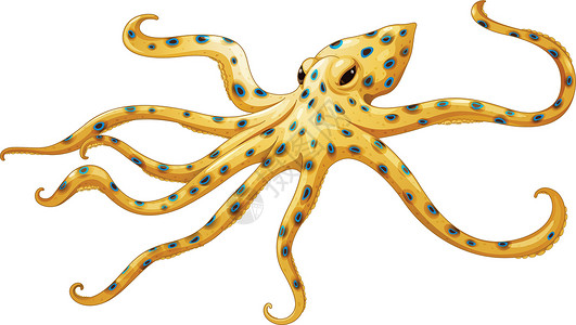 惊慌蓝环章鱼海洋软体草图戒指科学图表斑点生物动物绘画设计图片