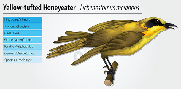 蜜兰香黑苔藓面具生活花蜜头盔动物群生物学飞行鸣禽科学动物插画