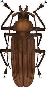 生活如歌泰坦甲虫巨神生物野生动物动物生态生物学标本腹部鞘翅目生活插画