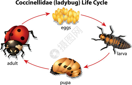 蛹立体虫绘画生物学昆虫学成人生活动物学藻类昆虫动物生物插画