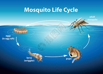 节肢蚊子的生命周期生物学幼虫疟疾亚科绘画变体胸部双翅目蚊科动物学设计图片