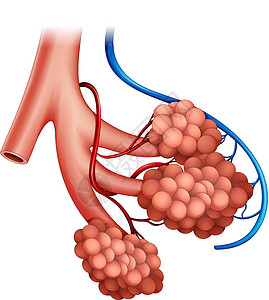 血氧交换人体肺泡支气管插图绘画衬垫解剖学组织空腔交换空气图表设计图片