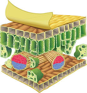 植物维管组织高清图片