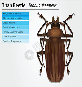 热带甲虫泰坦甲虫野生动物标本科学触角生物生物学巨神动物荒野腹部插画