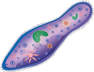 细胞质草履虫绘画动物淡水黑色毛囊作用解剖学生物学食道科学插画