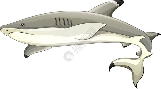 黑鳍鲨插画