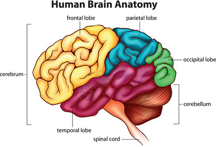 人脑裂片记忆思维生物白色医疗解剖学插图器官绘画背景图片