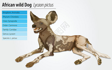 卡斯罗犬非洲非洲野狗食肉荒野插图犬类生物学动物群野生动物犬科动物生态插画