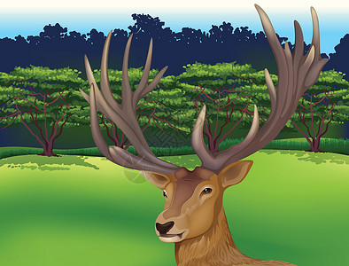搓鱼子鹿驯鹿小牛驼鹿黑尾鱼子科学白尾麋鹿动物学哺乳动物插画