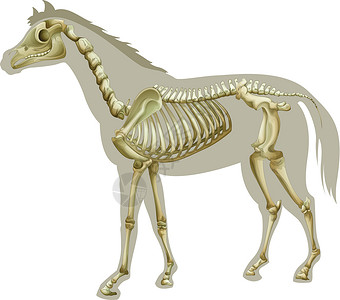 马骨架动物学肋骨椎骨骨骼生物学脊柱哺乳动物动物生物插图背景图片