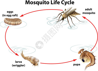 节肢蚊子的生命周期成人亚科胸部害虫幼虫宋体昆虫天线蚊科生物学设计图片