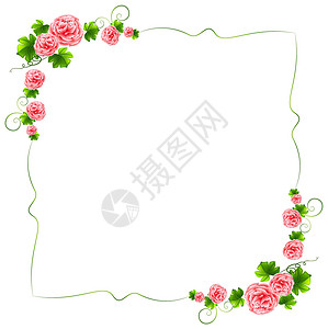 与康乃馨粉色花的边框背景图片