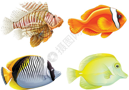 四鱼渔夫海洋养殖动物学叶鳍科学冷血颅骨绘画水产高清图片