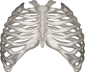 骨瘦如柴带子笼笼胸带骨头静脉胸廓结构锁骨胸骨角绘画白色人体插画