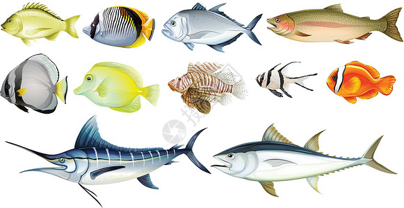 水产鱼类不同的鱼渔夫动物学下巴动物神灵海洋科学养殖避难所叶鳍设计图片