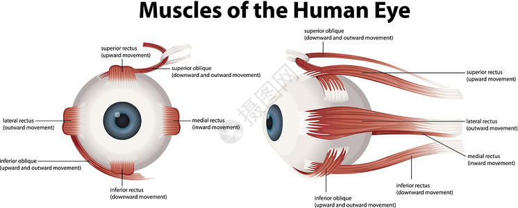 人眼的肌肉胶原纤维高清图片