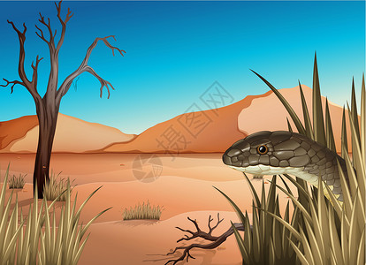 蛇类沙漠中的爬行动物绘画动物捕食者蛇蝎土壤酒馆科学分支机构爬虫羊膜插画