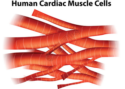 细胞核人心肌细胞插画