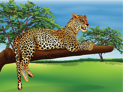 一只豹子躺在一棵树的树枝上设计图片