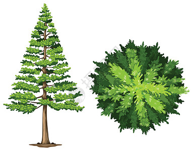 一棵松树装饰植物芙蓉植物科雨林灌木绿色树脂状针叶树森林插画